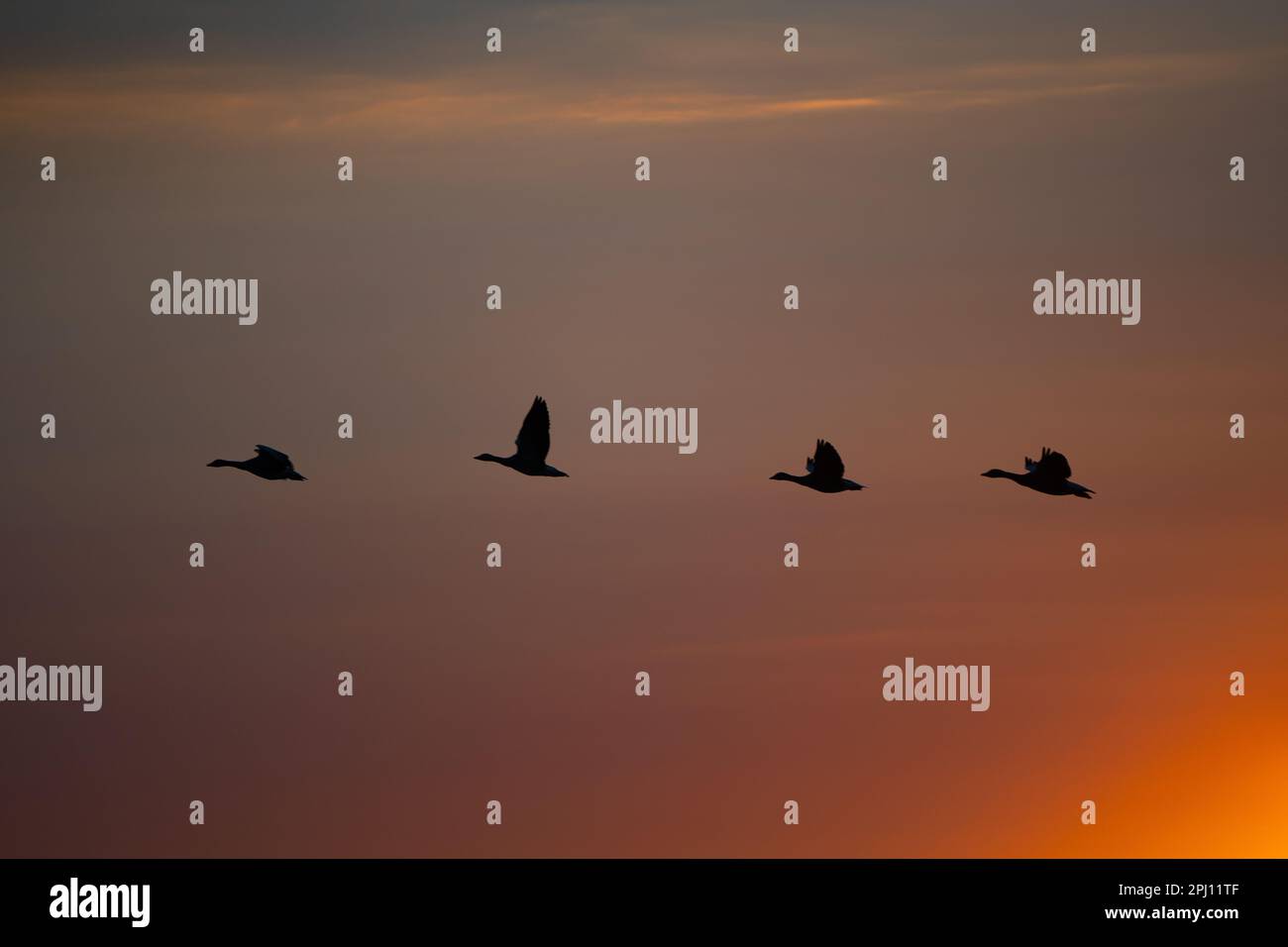 A flock of birds soaring gracefully through the sky during the golden ...