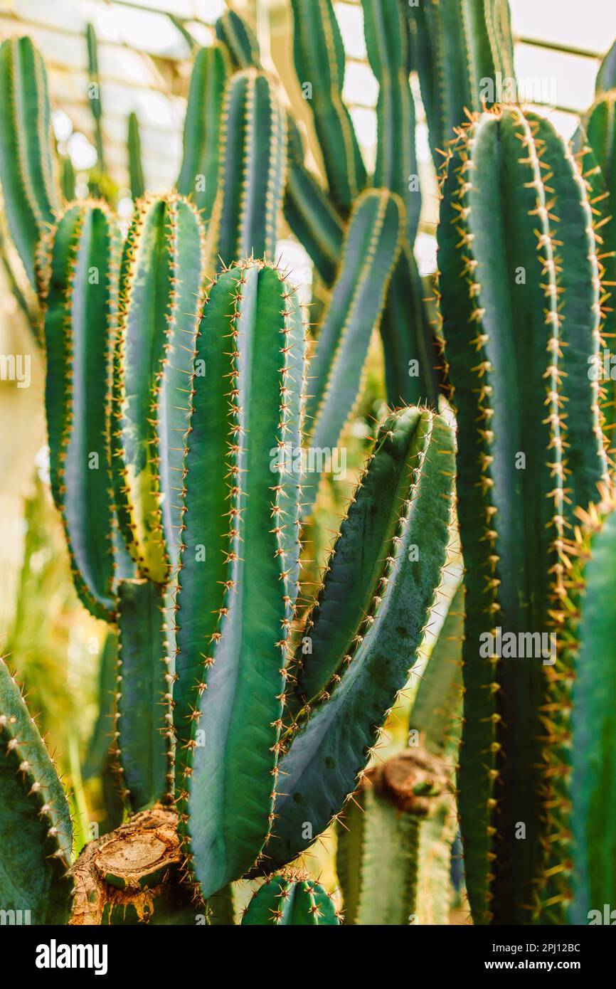 Long tall thorny cactus growing in the dry desert at a botanical garden  Stock Photo - Alamy