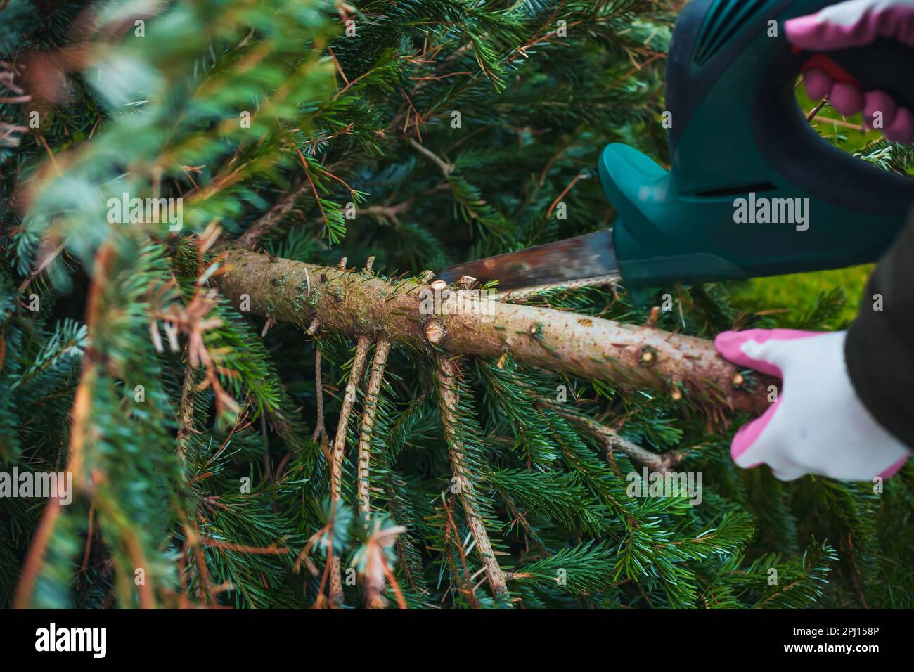 Gardening  work in autumn and winter. Teenager is sawing old Christmas tree with electric saw and cutting branches . Stock Photo