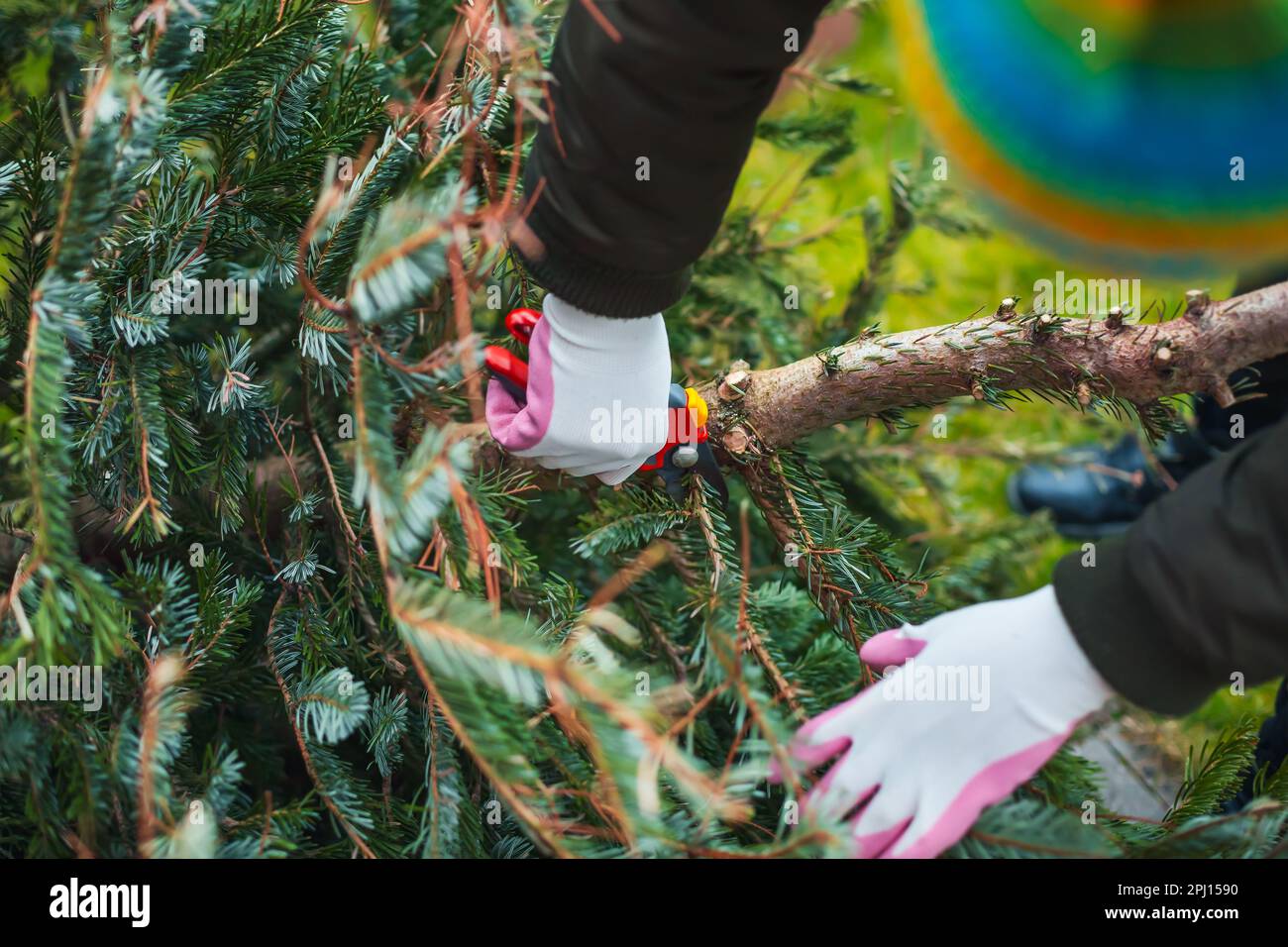 Gardening  work in autumn and winter. Teenager is sawing old Christmas tree with electric saw and cutting branches . Stock Photo