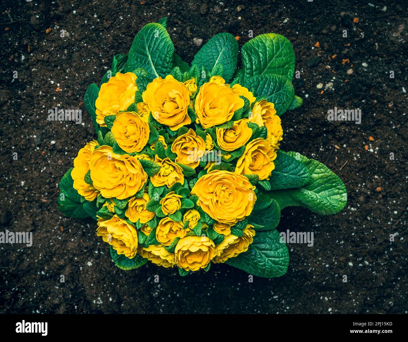 Common Evening Primrose (Oenothera biennis) with garden soil read for planting. Spring flowers Stock Photo