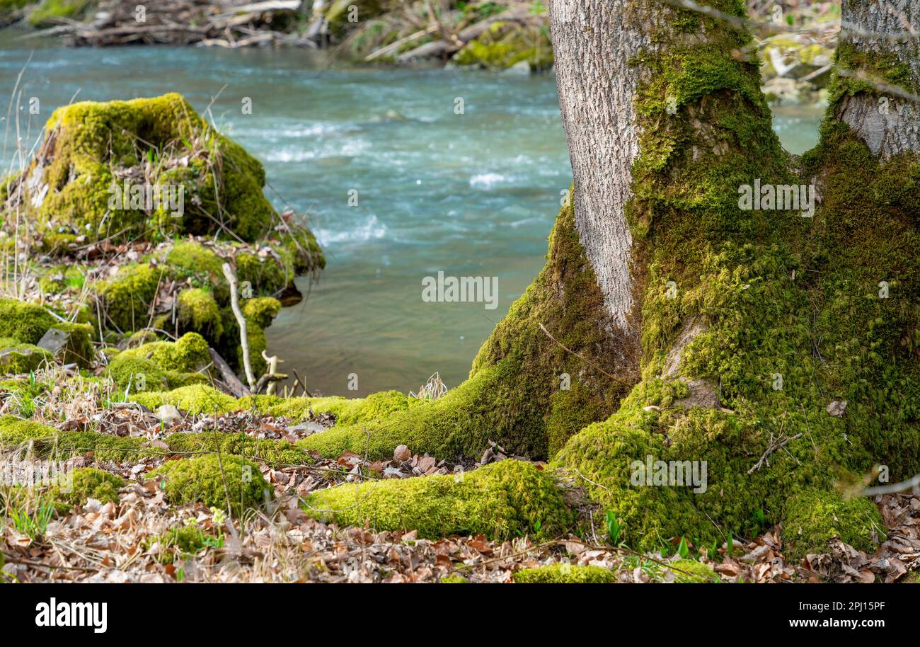 Tree Stump Rivers Tree stump in river hi-res stock photography and images - Alamy