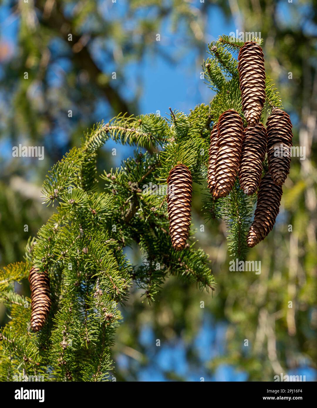Low angle shot showing some spruce cones on a twig in sunny ambiance Stock Photo