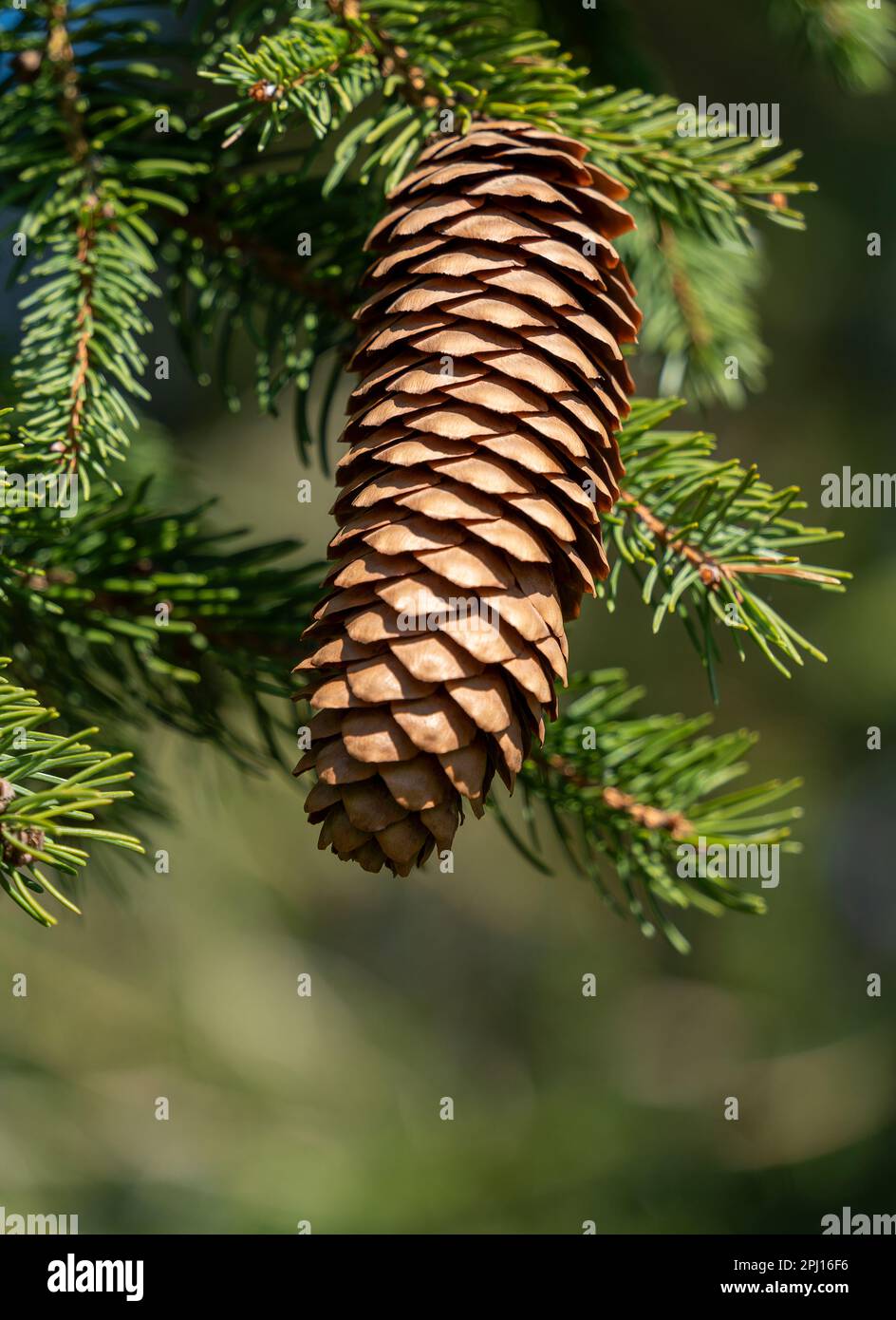 Low angle shot showing a spruce cone on a twig in sunny ambiance Stock Photo
