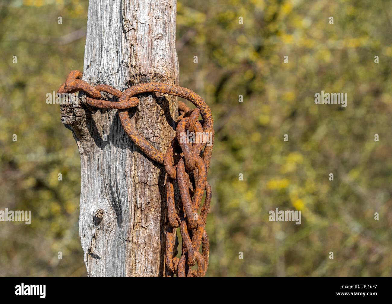 Weathered rusty chain attached on a wooden stick in sunny ambiance Stock Photo