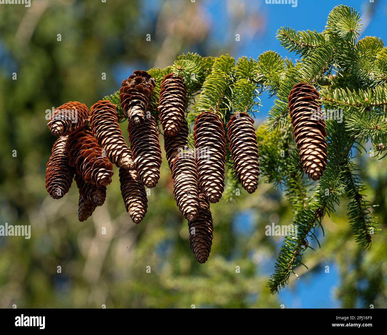 Low angle shot showing some spruce cones on a twig in sunny ambiance Stock Photo