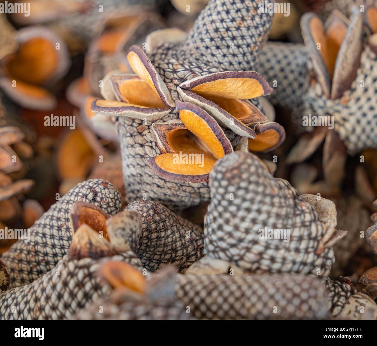 Full frame closeup shot showing some Banksia cones Stock Photo