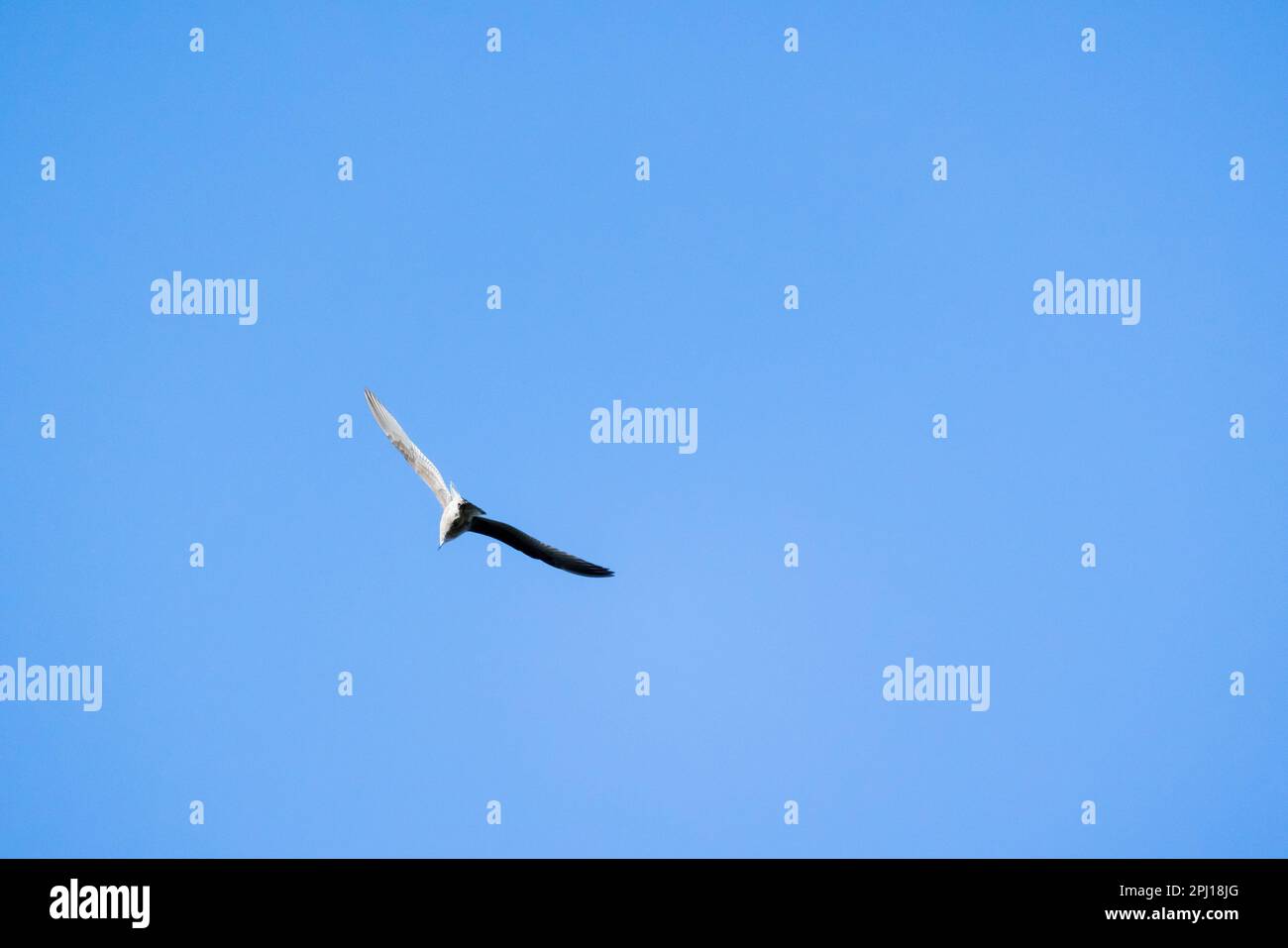A seagull flies in clear blue sky, rear view, natural photo Stock Photo