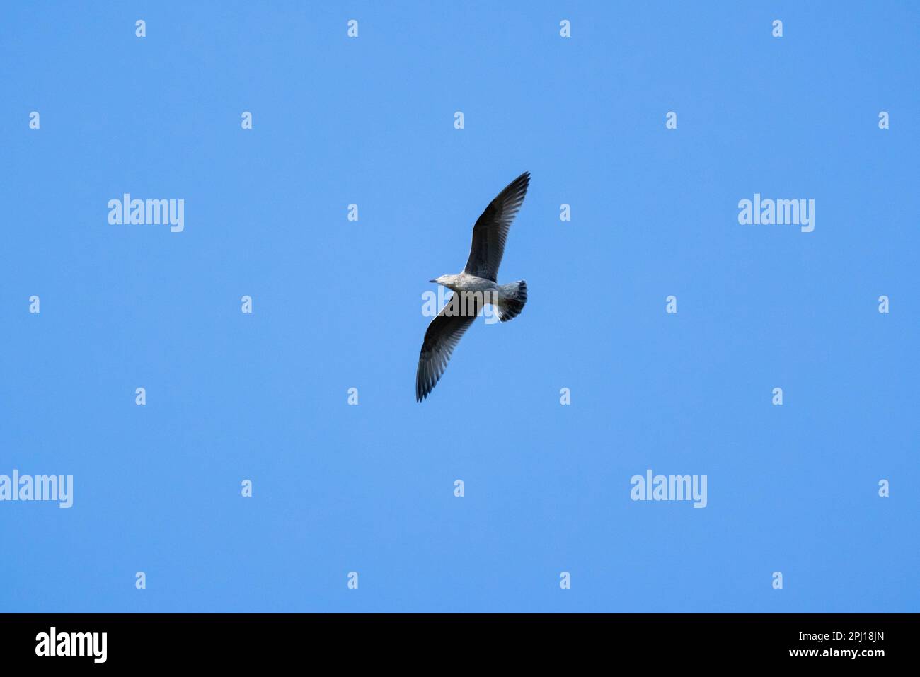 A seagull flies in clear blue sky, natural photo background Stock Photo