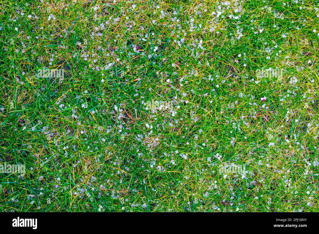 White hailstones on green grass. Shower of hail on the grass in spring garden. Stock Photo