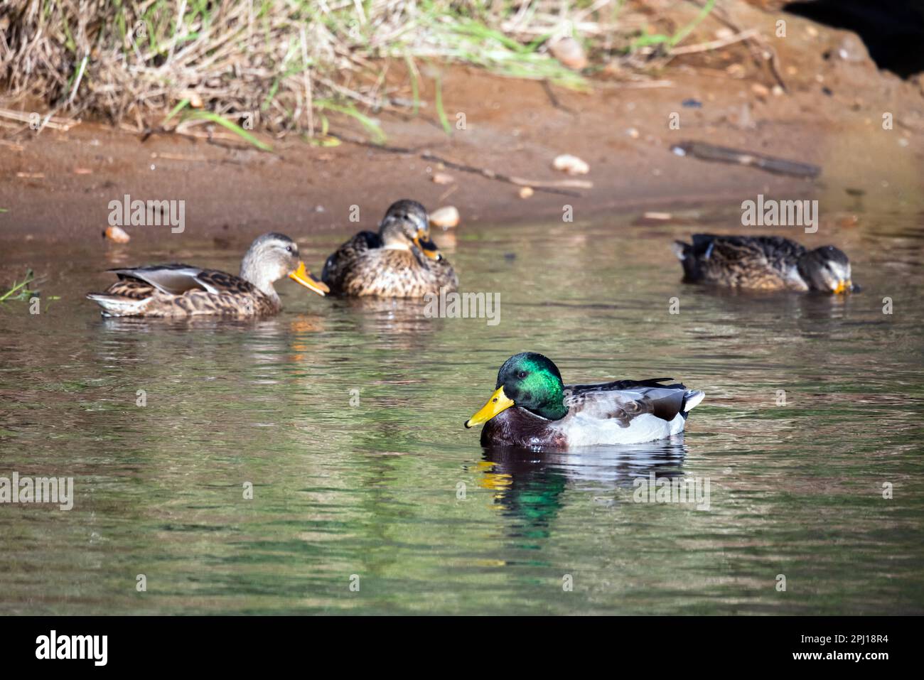 Adult male and female mallards. Dabbling ducks are floating on water on a sunny day. Close up photo Stock Photo