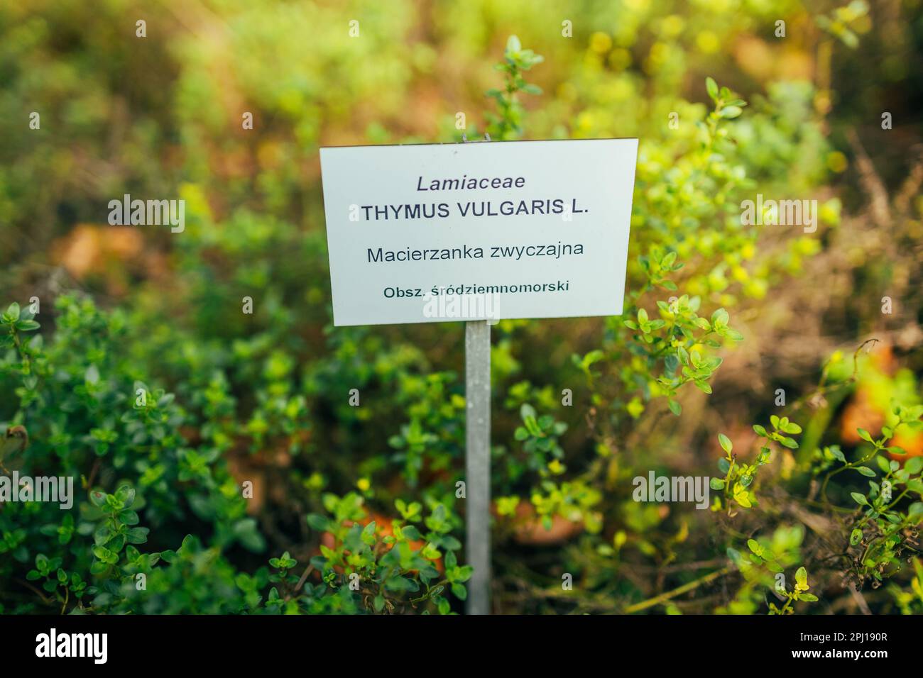 twigs of fresh thyme, Thymus Vulgaris, perennial fragranced foliage and herb, in aromatic gardens in natural sunny daylight Stock Photo