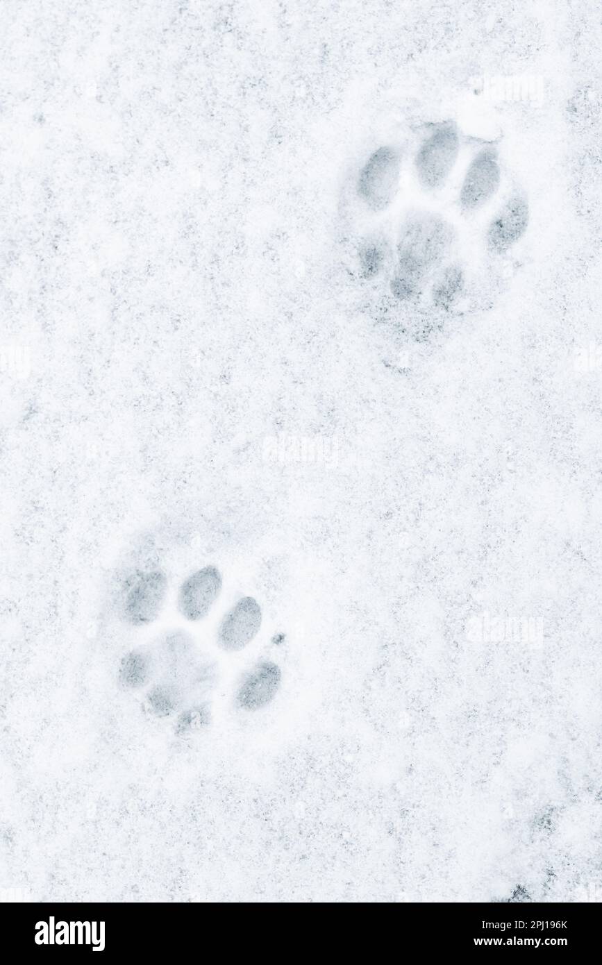 Cat footprints in the snow, close-up photo, top view Stock Photo