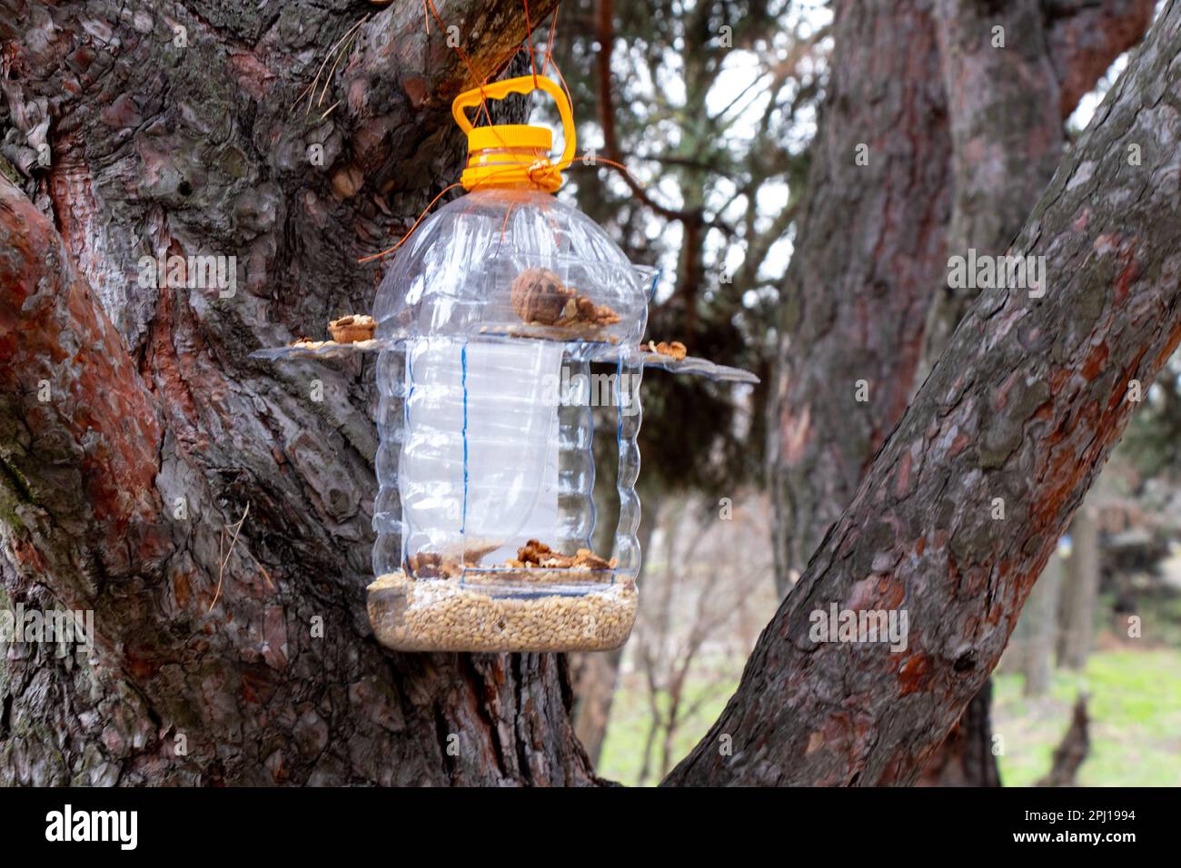 Homemade manger hanging on a Christmas tree with grain and nuts in the