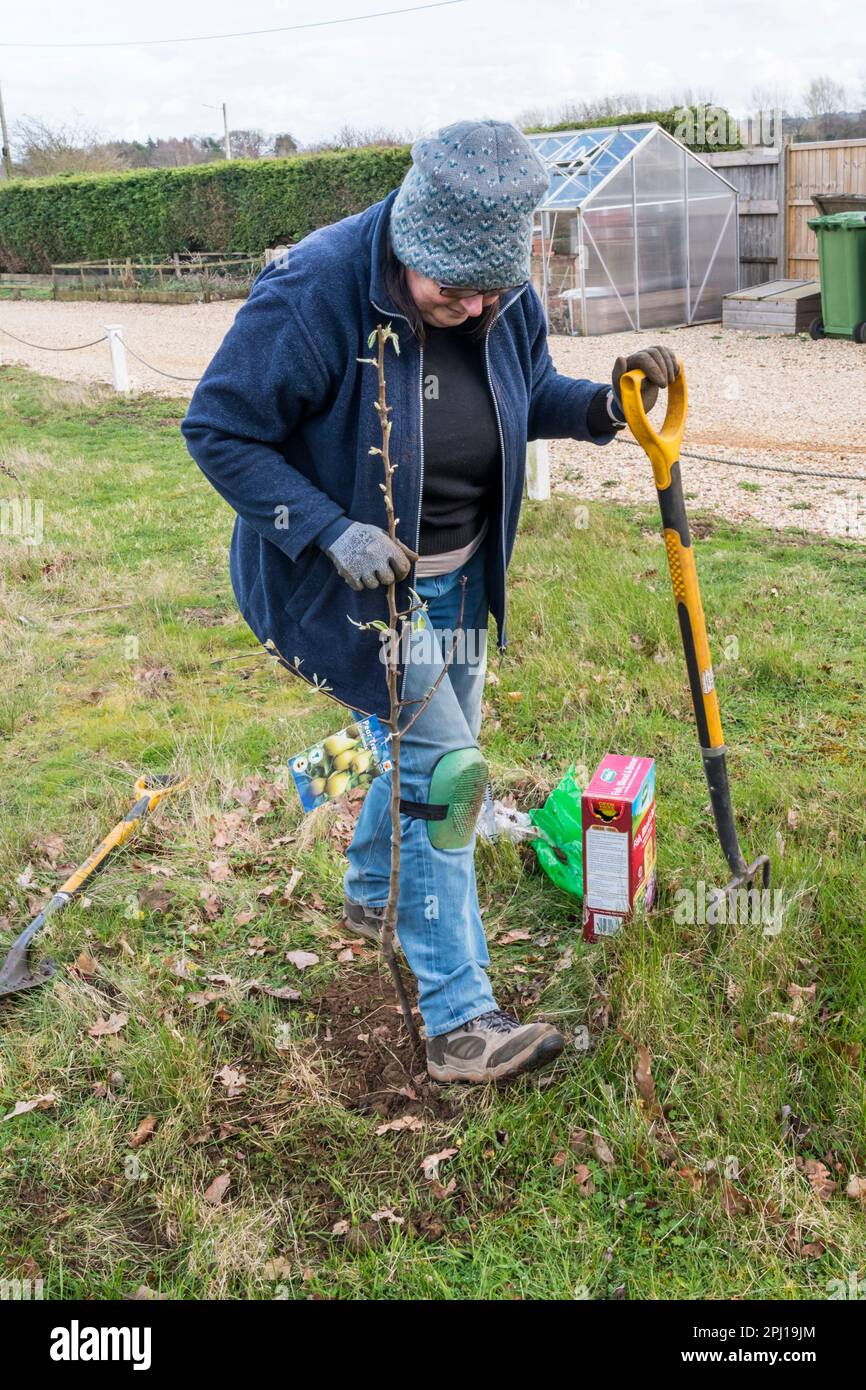 Heeling in fruit trees hi-res stock photography and images - Alamy