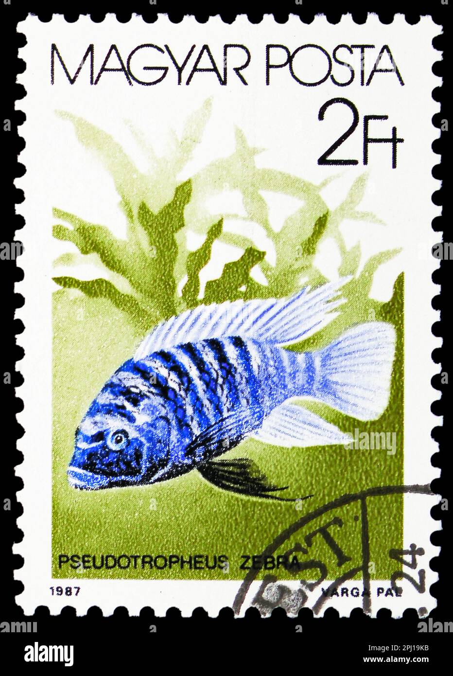 MOSCOW, RUSSIA - MARCH 25, 2023: Postage stamp printed in Hungary shows Zebra Mbuna (Pseudotropheus zebra), Fishes (1987) serie, circa 1987 Stock Photo