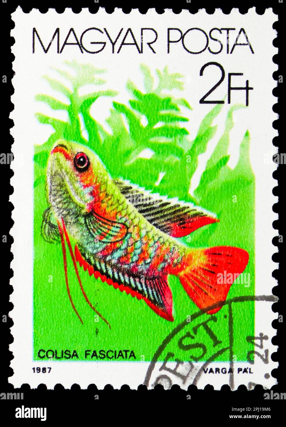MOSCOW, RUSSIA - MARCH 25, 2023: Postage stamp printed in Hungary shows Banded Gourami (Colisa fasciata), Fishes (1987) serie, circa 1987 Stock Photo