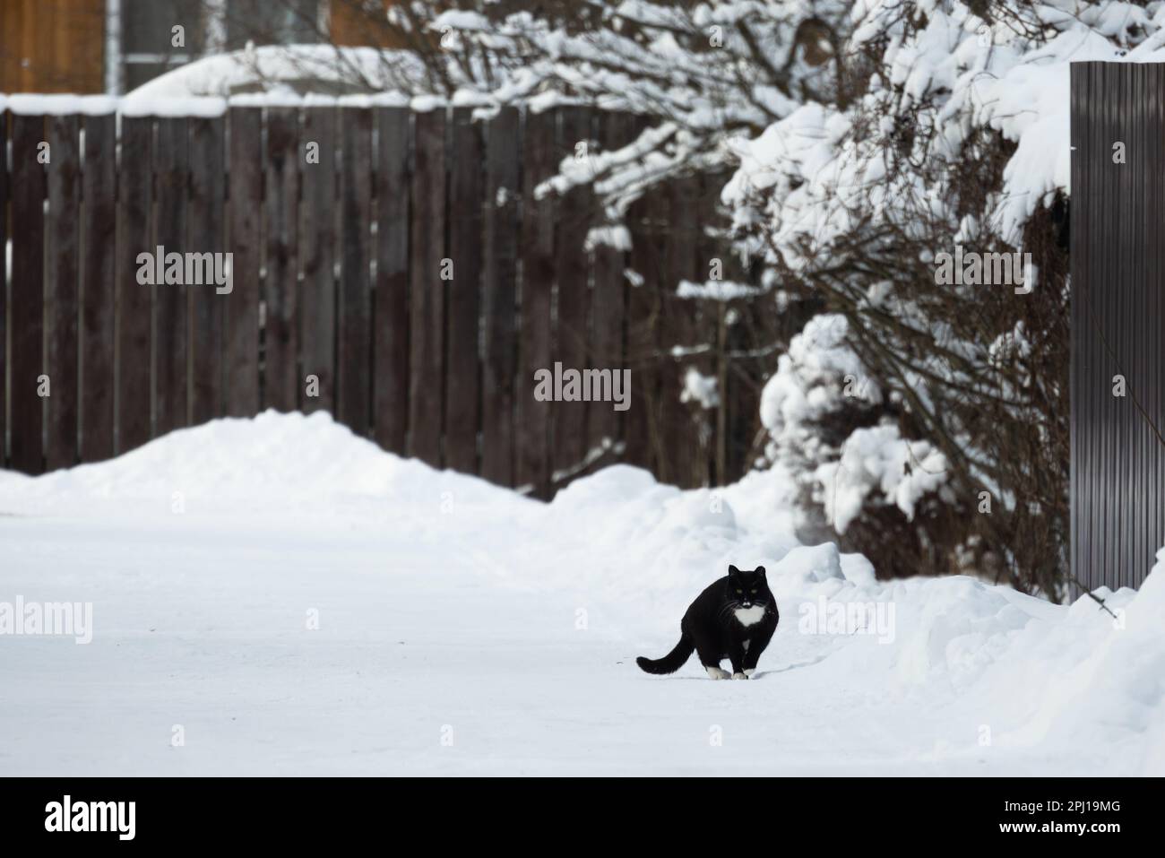 White cat walks on fence hi-res stock photography and images - Alamy