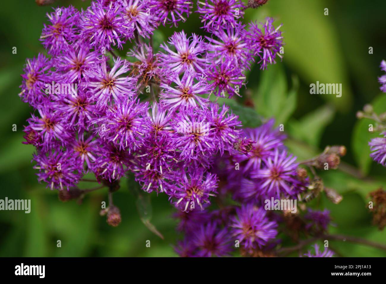 pink flowers bloom in the garden Stock Photo - Alamy