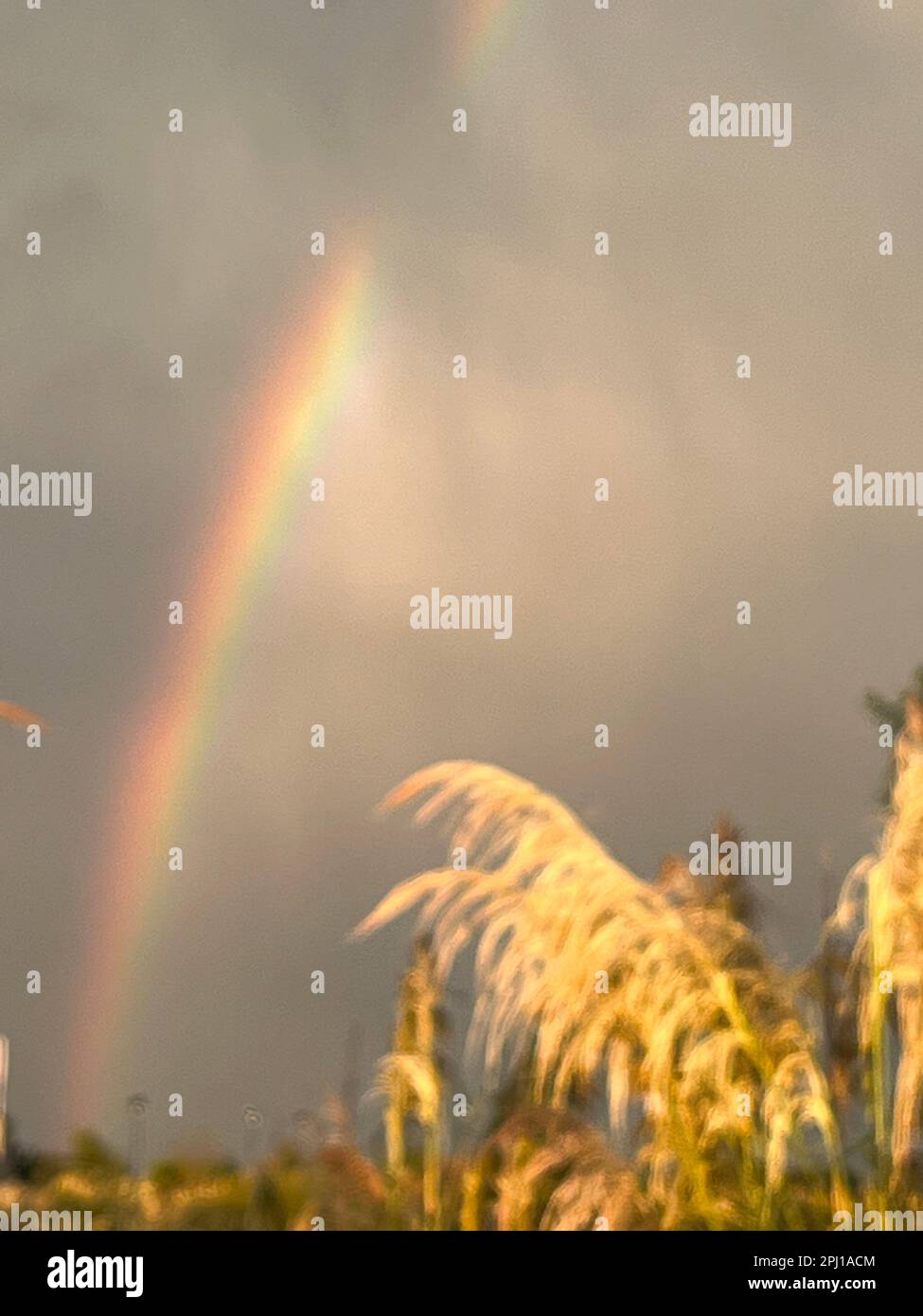 colorful rainbow after summer storm Stock Photo - Alamy