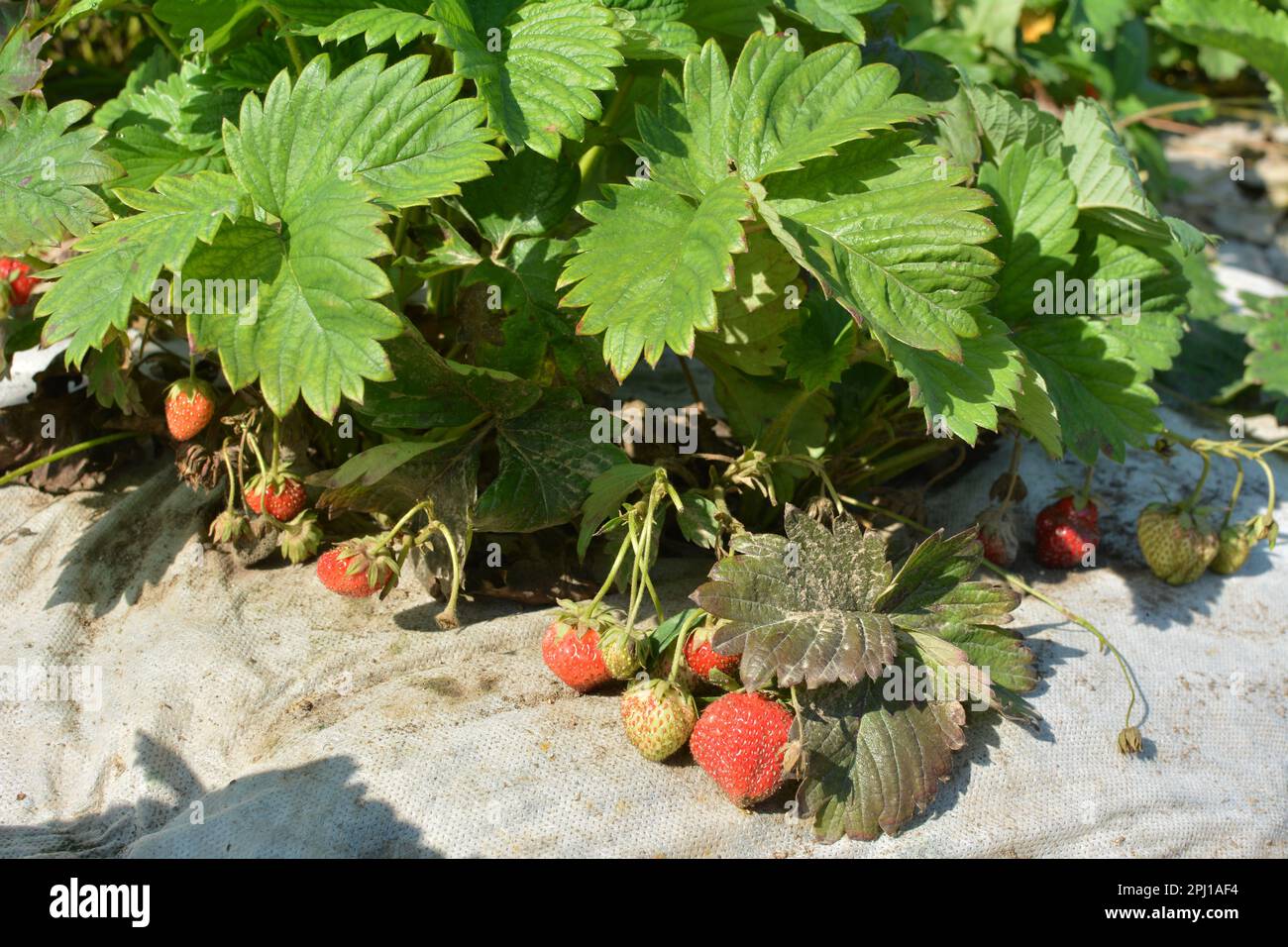 Growing strawberries in the open ground using white agrofiber Stock Photo Alamy