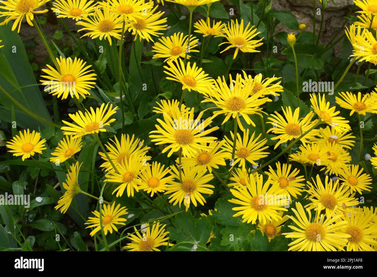 In spring, yellow doronicum chamomile blooms on the flowerbed Stock Photo