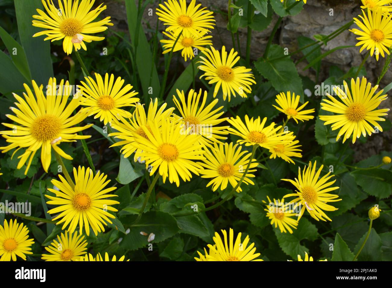In spring, yellow doronicum chamomile blooms on the flowerbed Stock Photo