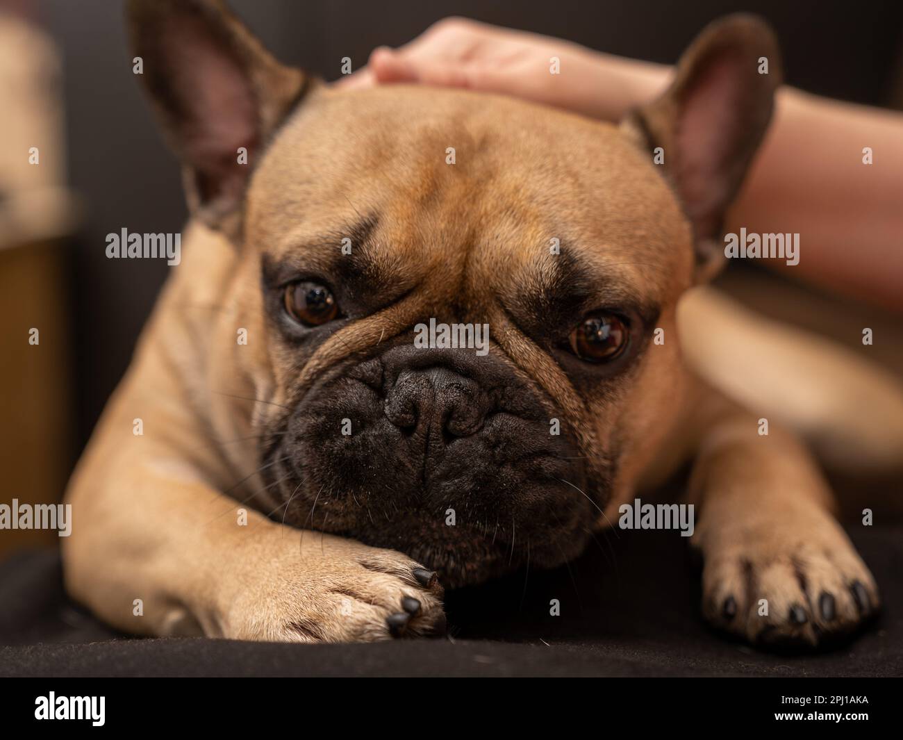 English bulldog muzzle petsmart hot sale