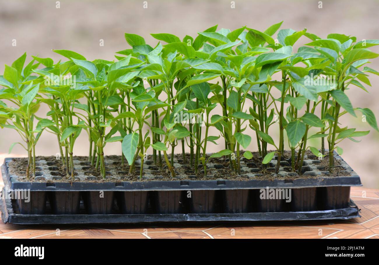 Growing seedlings of sweet pepper in cassettes with organic soil Stock