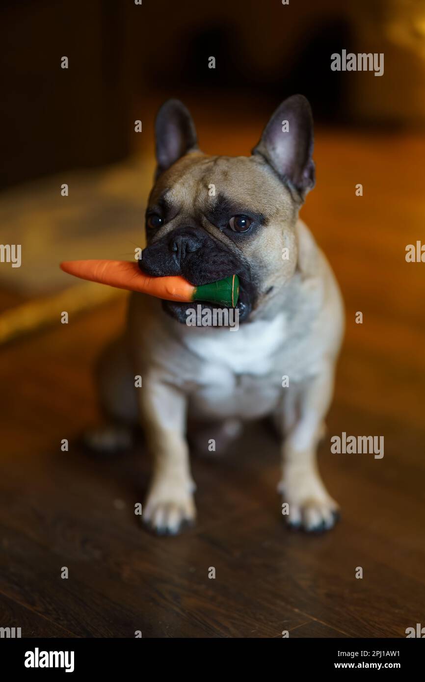 French Bulldog standing in a room with an orange carrot toy in its mouth,  looking around. The image captures the playful and curious nature of French  Stock Photo - Alamy