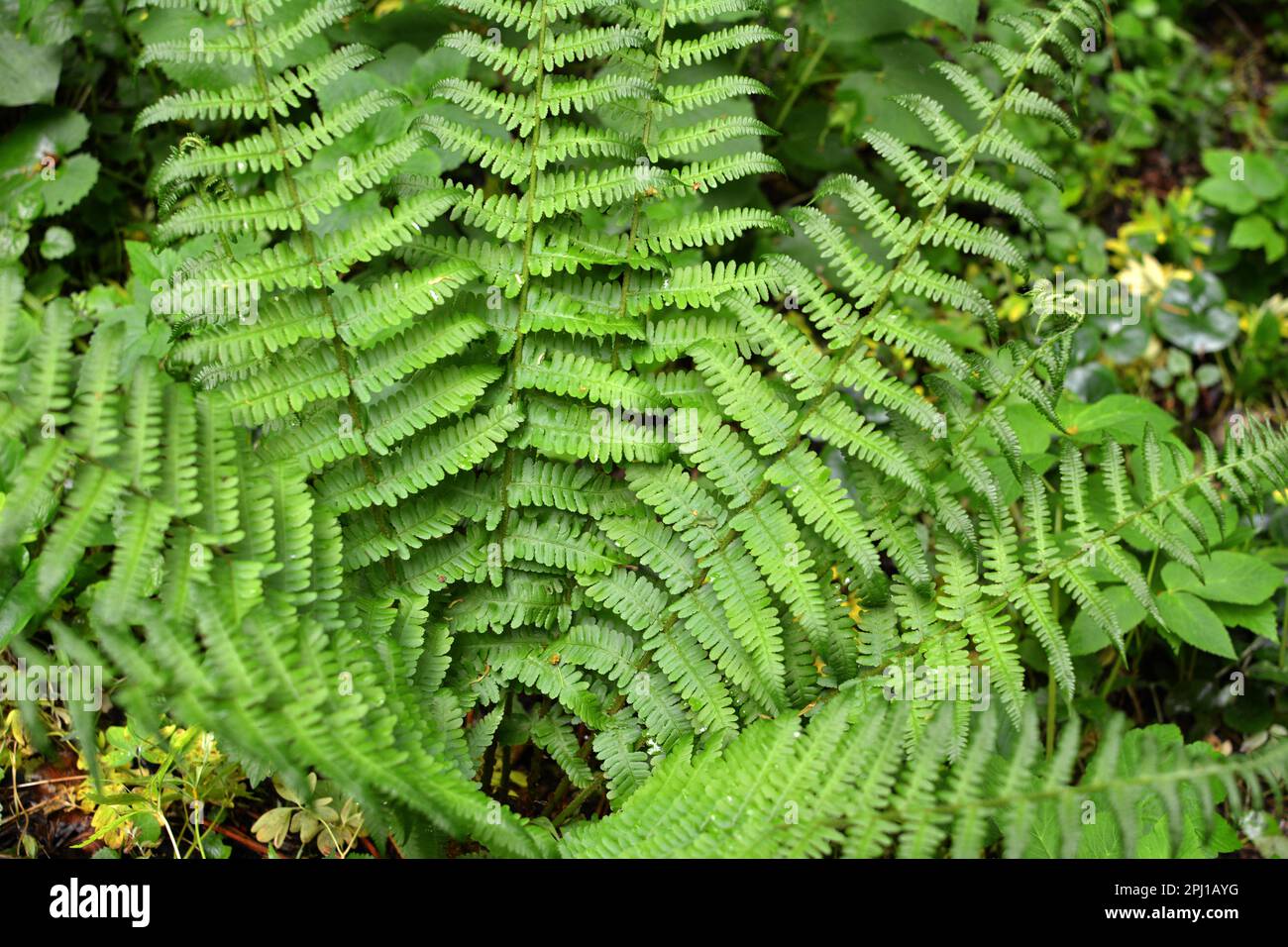Fern (Dryopteris filix-mas) grows in the wild in the forest Stock Photo