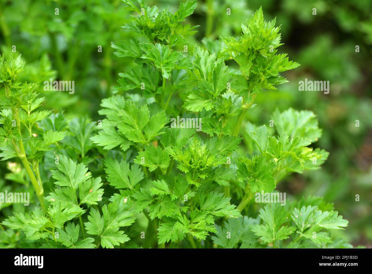 Parsley grows in open organic soil in the garden Stock Photo Alamy