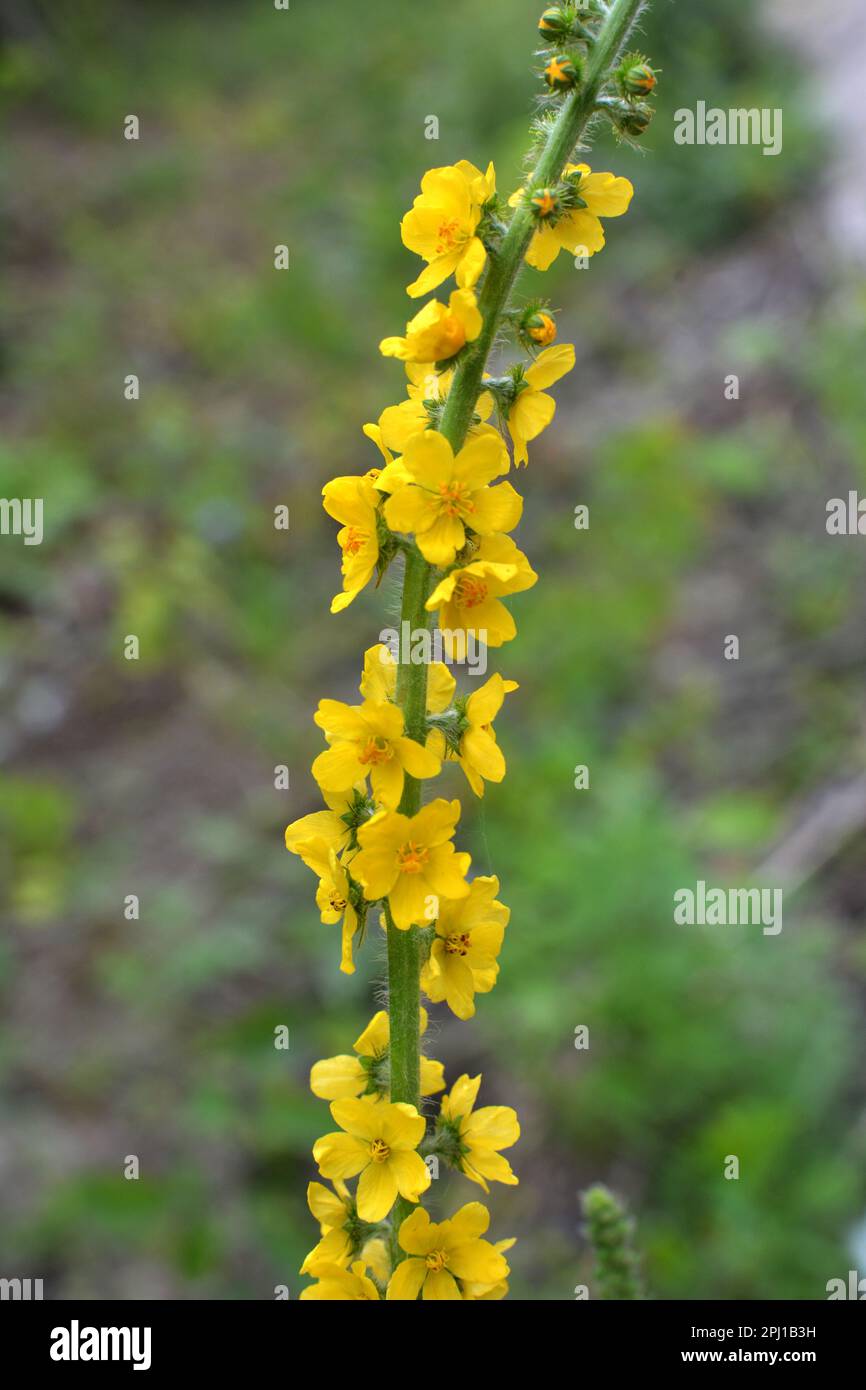 Summer in the wild among wild grasses is blooming agrimonia eupatoria Stock Photo