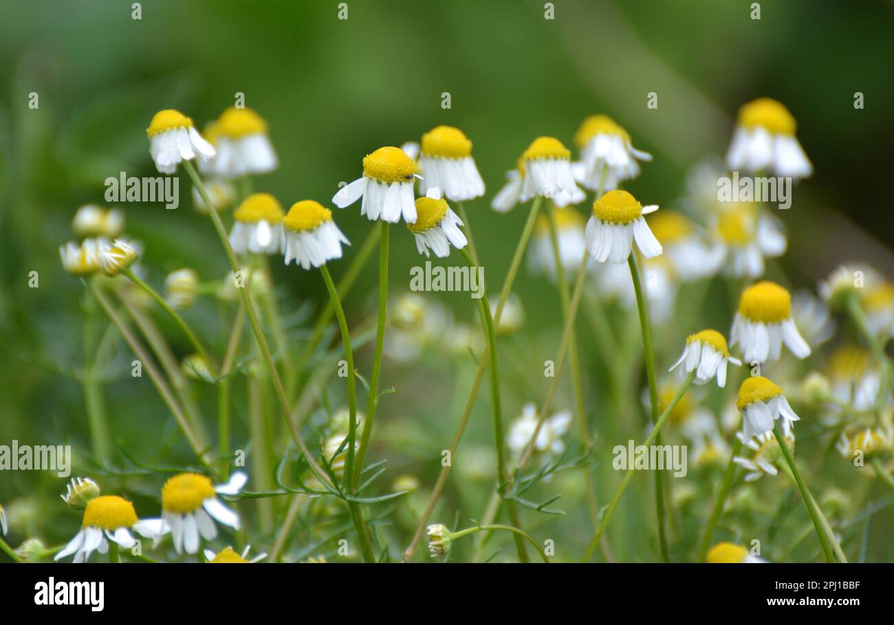 Field chamomile hi-res stock photography and images - Alamy