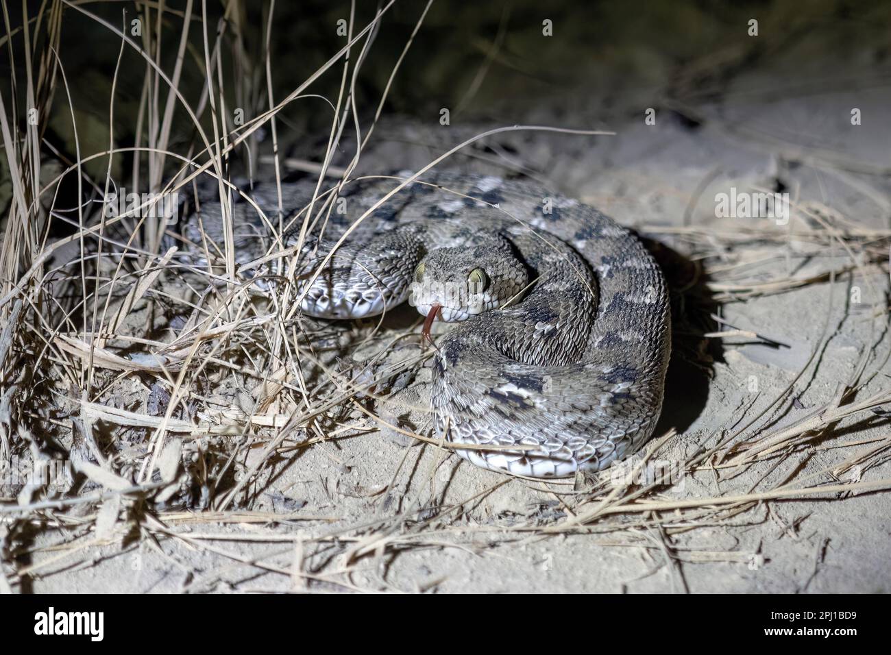 Echis carinatus, Indian sawscaled viper, little Indian viper or saw