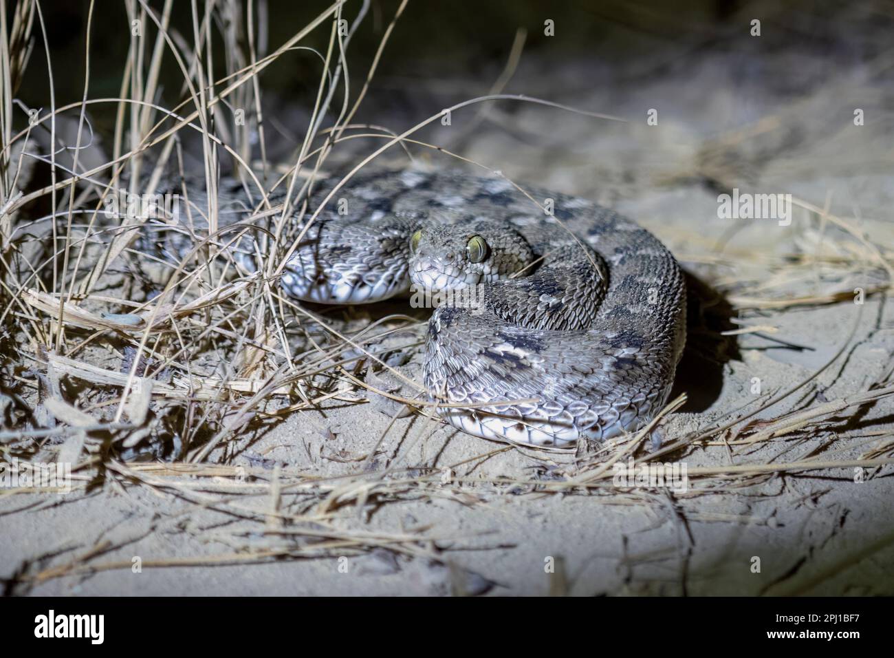 Echis carinatus, Indian saw-scaled viper, little Indian viper or saw-scaled viper, a venomous snake, observed in Greater Rann of Kutch Stock Photo