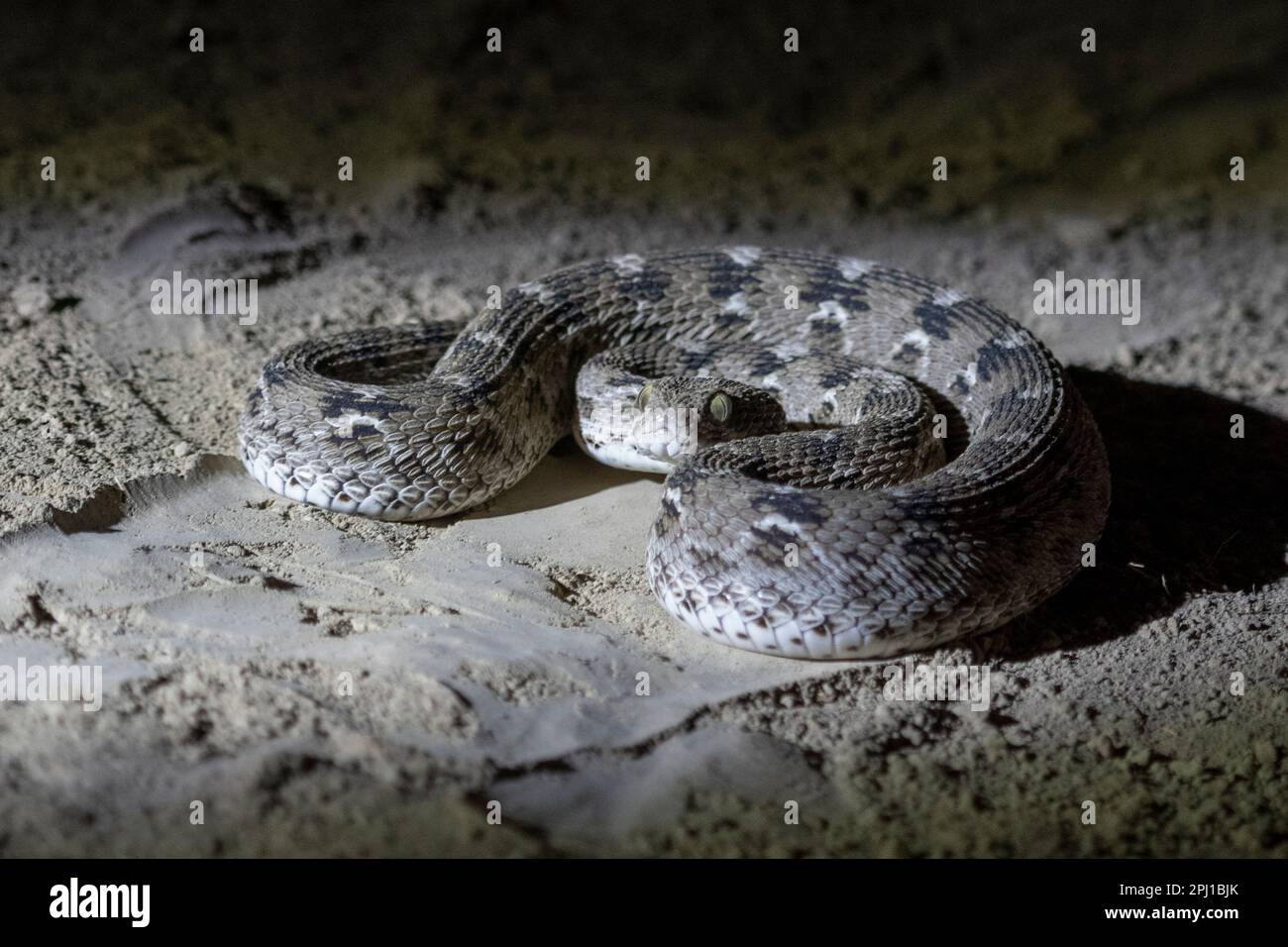 Echis Carinatus Indian Saw scaled Viper Little Indian Viper Or Saw 