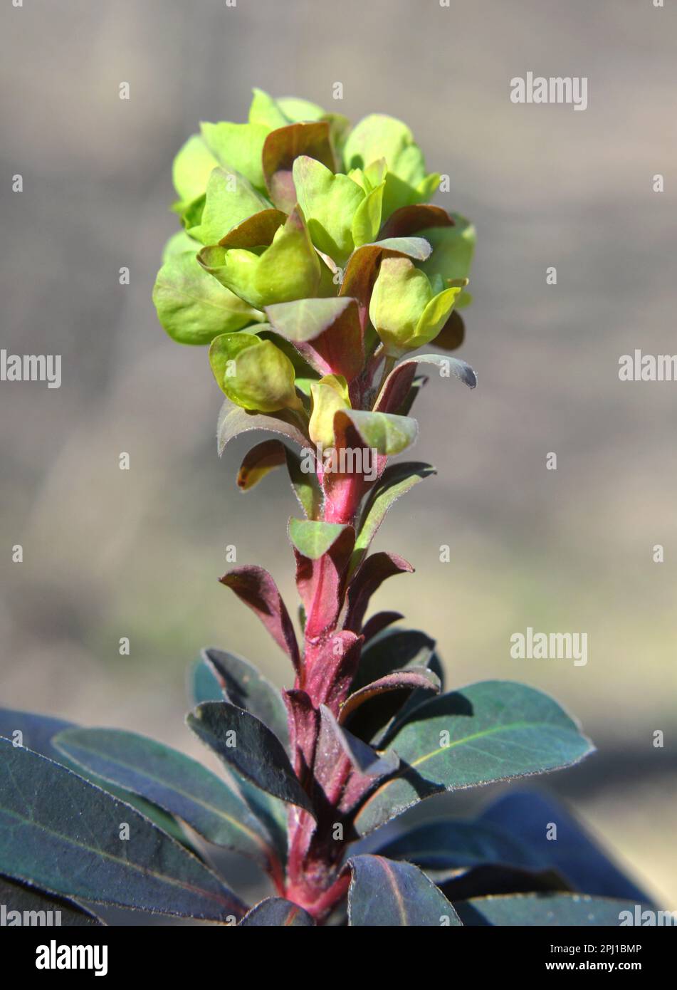 In the spring in the forest in the wild grows milkweed (Euphorbia amygdaloides) Stock Photo