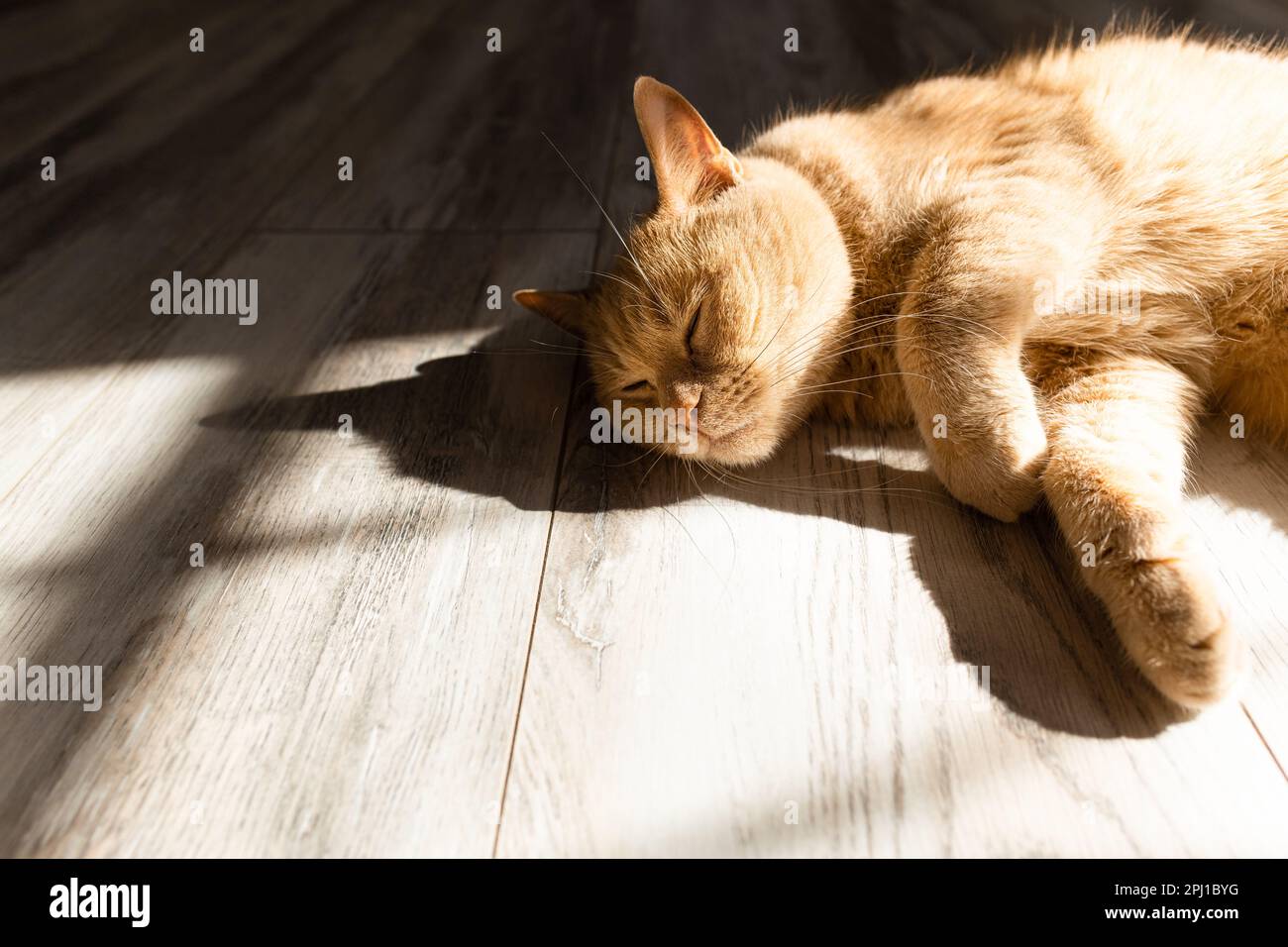 domestic cat basking in the sun lying on the floor. cat basking in the