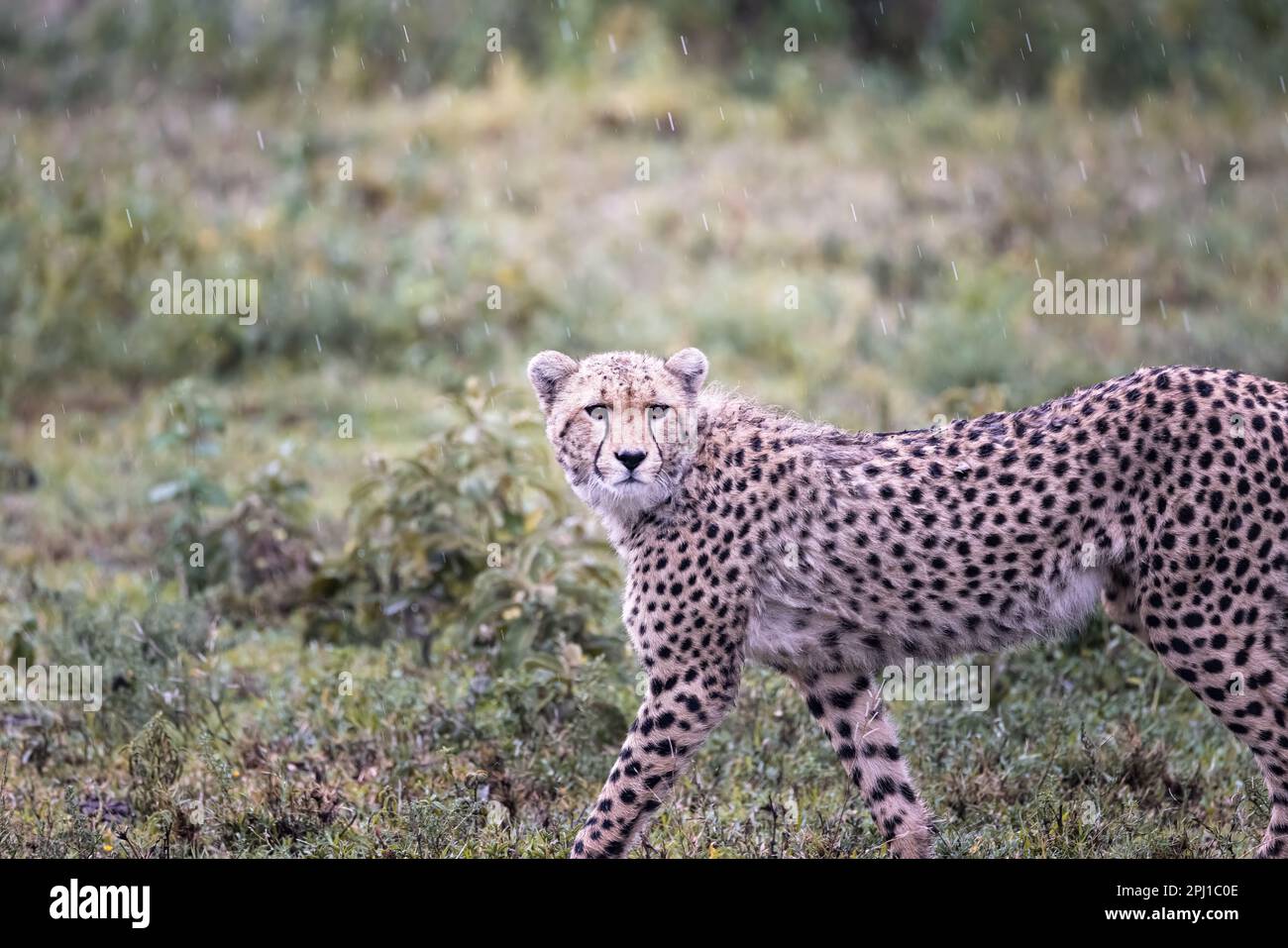 Wild majestic cheetah, a big cat, in the bush in the Serengeti National Park, Tanzania, Africa Stock Photo