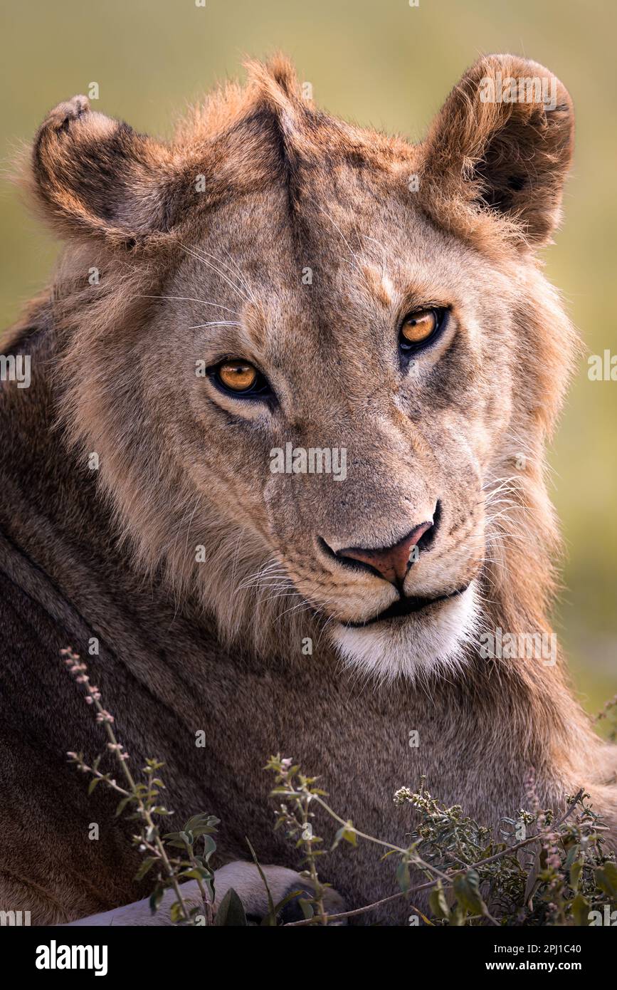 close up portrait of a wild majestic juvenile lion, simba, in the savannah in the Serengeti National Park, Tanzania, Africa Stock Photo