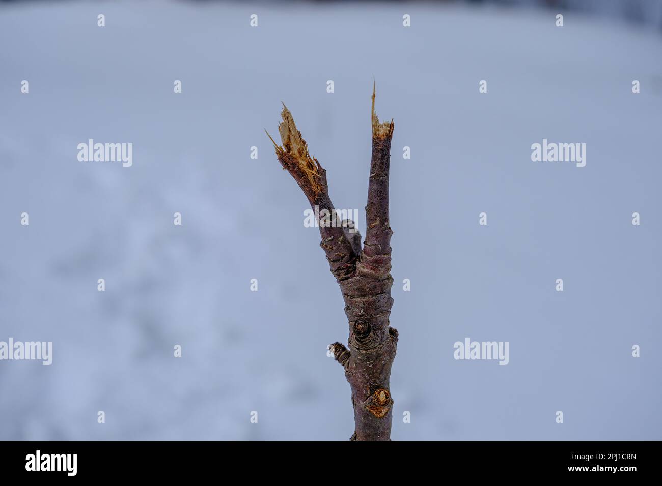 A young apple tree has been gnawed by forest animals. Stock Photo
