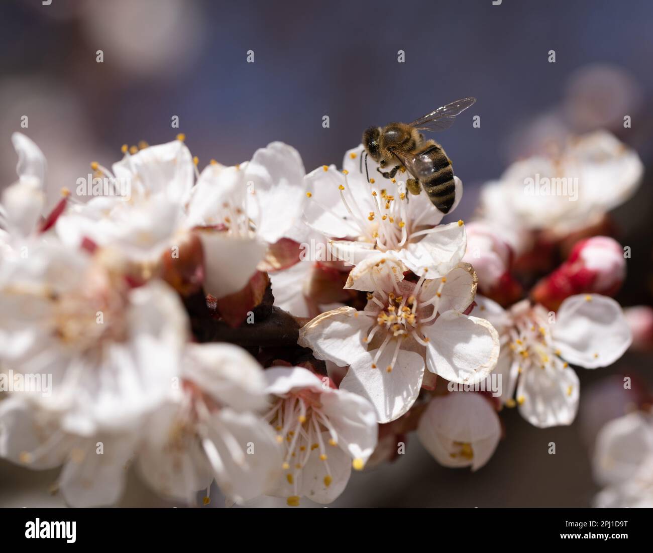 A flying honey bee collects pollen from the spring flowers of trees