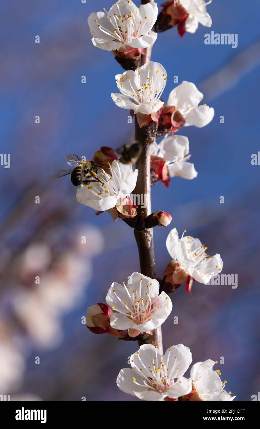 A flying honey bee collects pollen from the spring flowers of trees