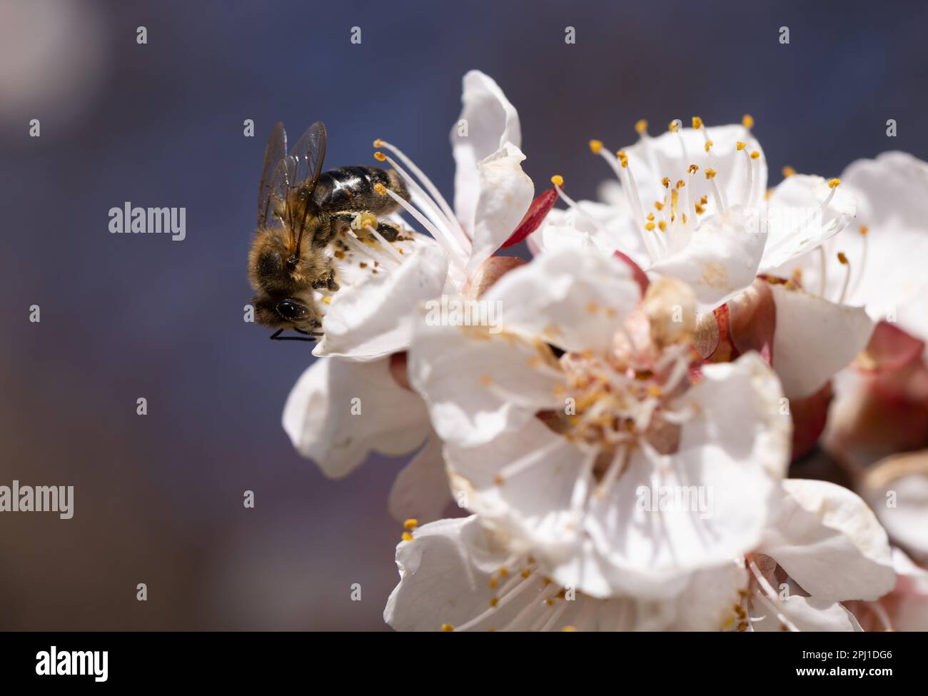 A flying honey bee collects pollen from the spring flowers of trees