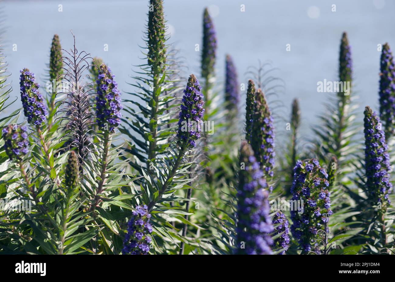 Purple Candican Flowers Blooming on a Waterfront in Sausalito, California Stock Photo