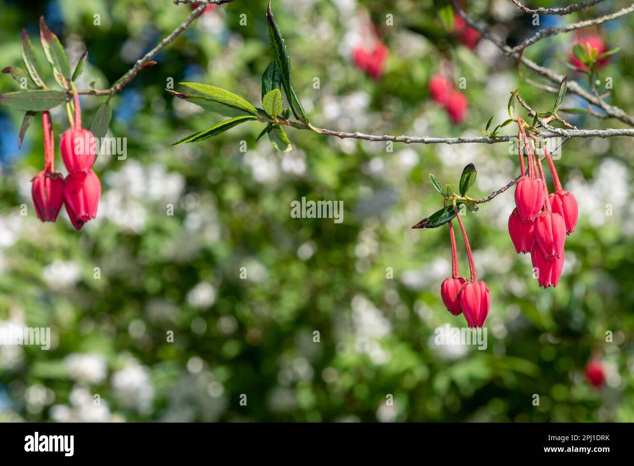 Close up of flowers on a Chilean lantern tree (crinodendron hookeriana) Stock Photo