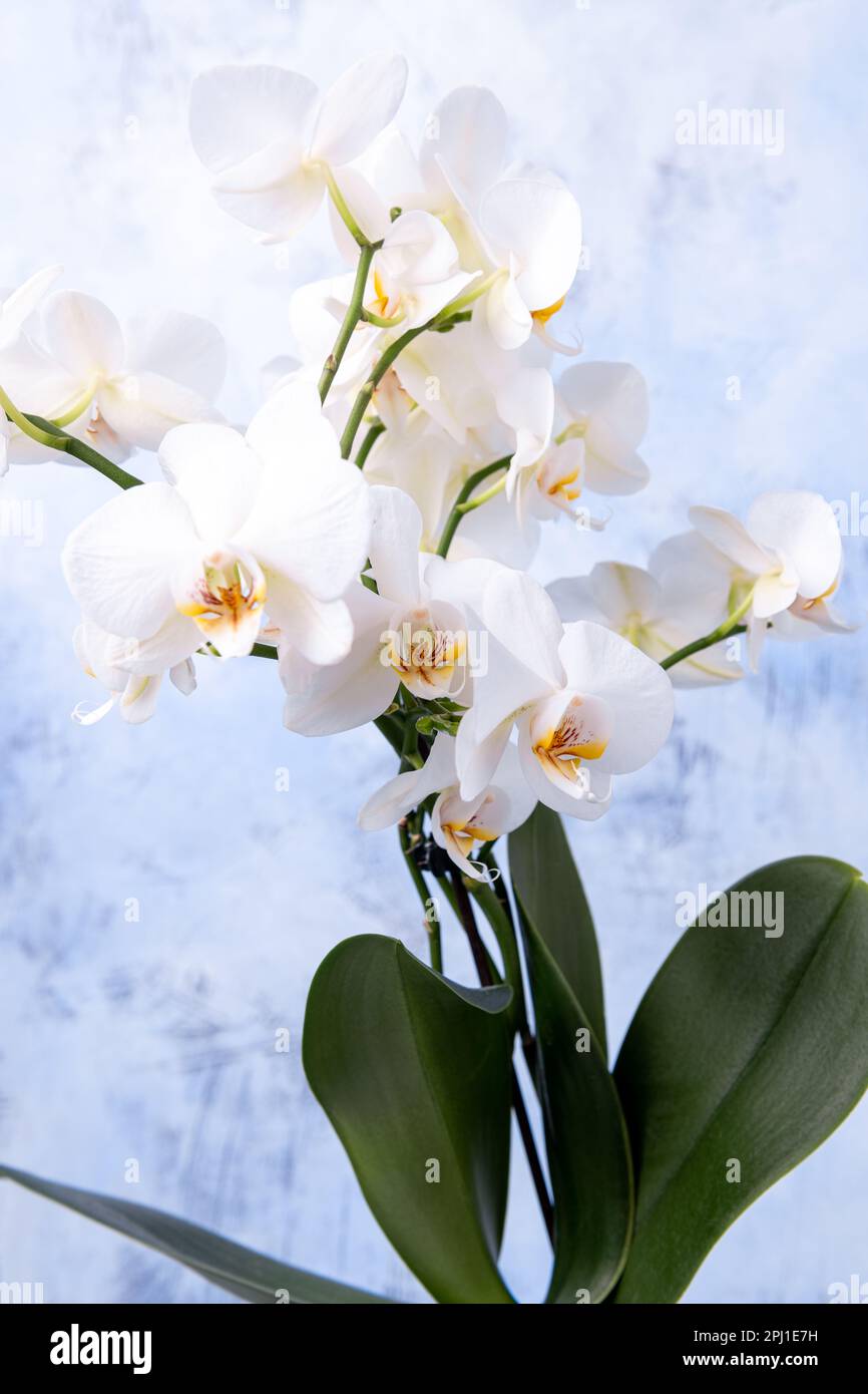 Hanging orchid arrangement hi-res stock photography and images - Alamy