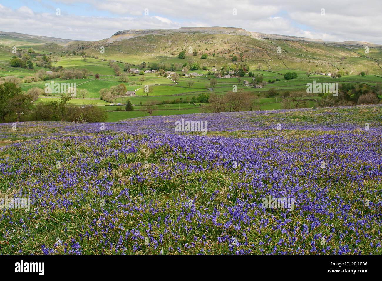 A glorious tapestry of bluebells in Crummackdale, North Yorkshire,Yorkshire Dales National Park Stock Photo