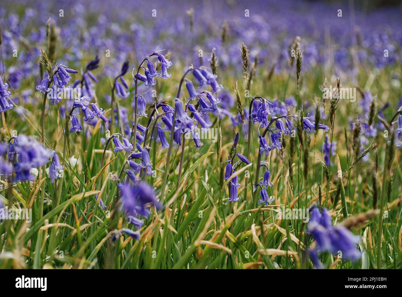 A  mass of bluebells, Hyacinthoides non-scripta,sweet-scented viollet-blue flowers in the spring in North Yorkshire, UK. Stock Photo